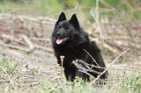 SCHIPPERKE 574